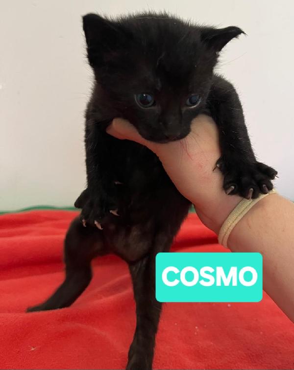 Angioletti in adozione Foto 2